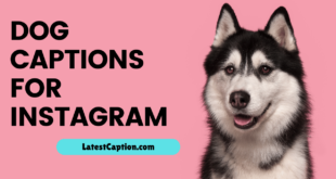 Dog Captions for Instagram​