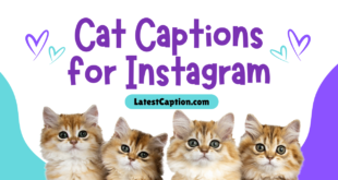 Cat Captions for Instagram