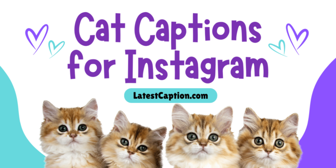 Cat Captions for Instagram