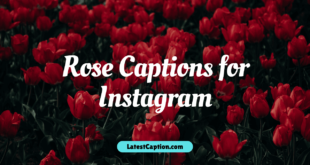 Rose Captions for Instagram