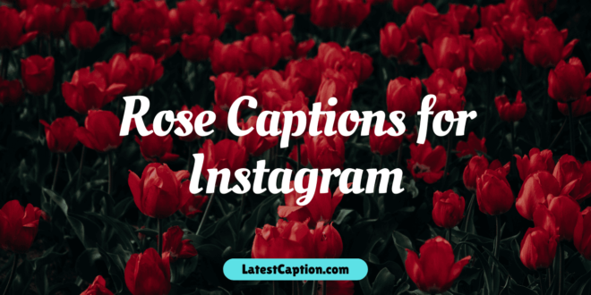 Rose Captions for Instagram