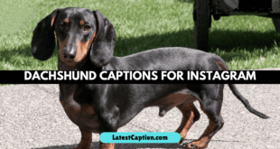 Dachshund Captions for Instagram