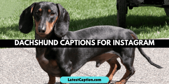 Dachshund Captions for Instagram