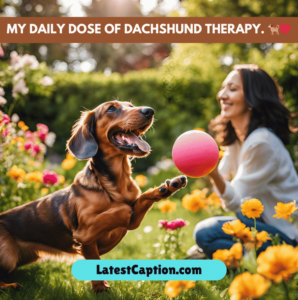 Dachshund Captions 