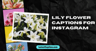 Best Lily Flower Captions For Instagram