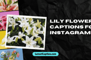 Best Lily Flower Captions For Instagram