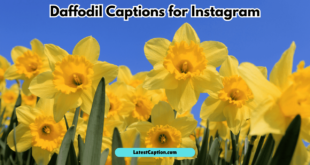 Daffodil Captions for Instagram