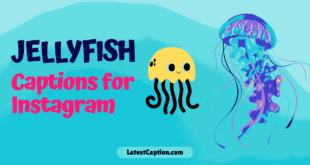 Jellyfish Captions For Instagram