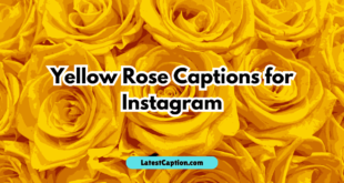 Cute Yellow Rose Captions for Instagram