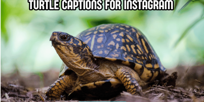 Turtle Captions for Instagram 