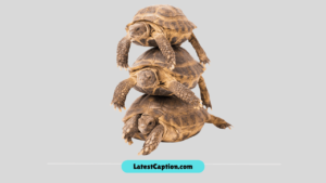 Captions for Turtle